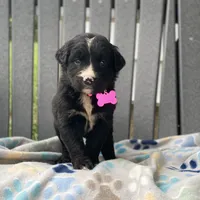 Sage, a female Golden Mountain Dog for sale in Forrest, IL – 1 of 7