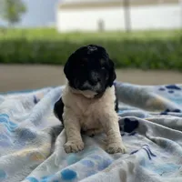 Nova, a female Poodle - Multi-Colored Standard and Poodle - Standard  for sale in Forrest, IL – 3 of 8