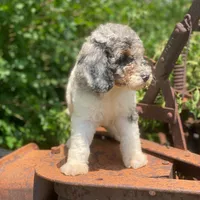 Storm, a male Poodle - Multi-Colored Standard for sale in Forrest, IL – 2 of 10