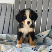 Red Boy, a male Bernese Mountain Dog for sale in Forrest, IL – 2 of 3
