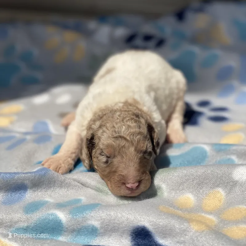 Maple – Poodle - Multi-Colored Standard, Poodle - Standard  puppy for sale in Forrest, IL