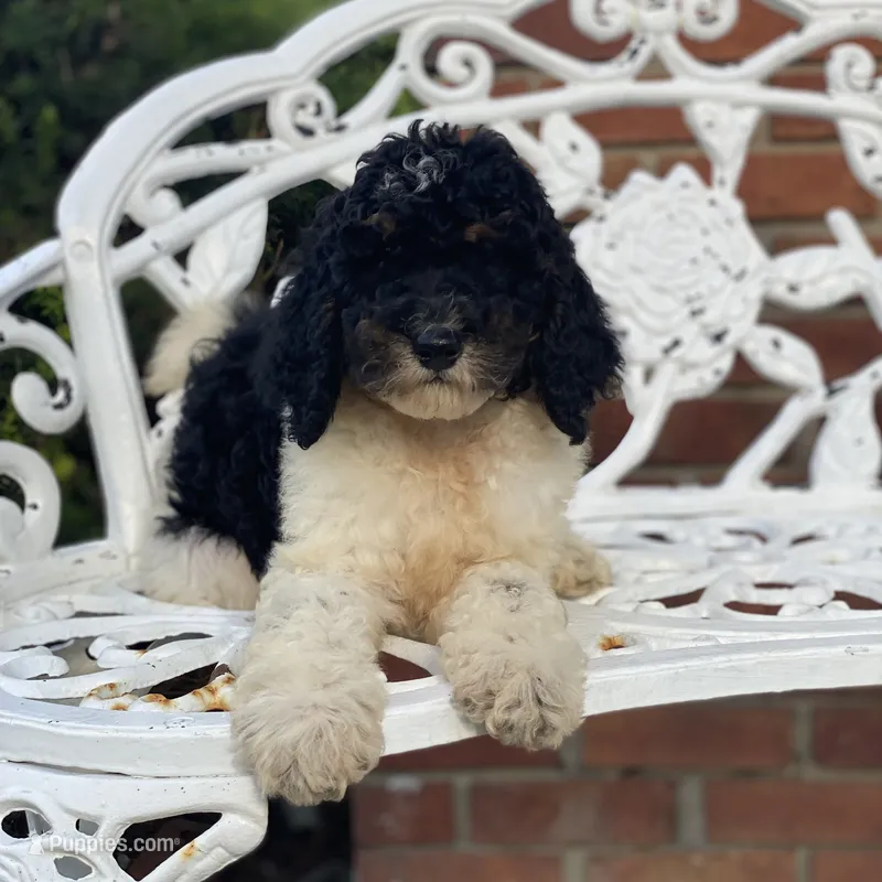 Nova – Poodle - Multi-Colored Standard, Poodle - Standard  puppy for sale in Forrest, IL