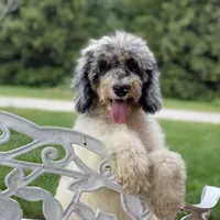 Storm, a male Poodle - Multi-Colored Standard for sale in Forrest, IL – 1 of 7