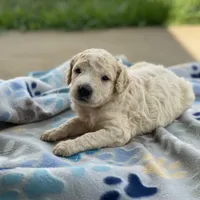 Luna, a female Poodle - Multi-Colored Standard for sale in Forrest, IL – 3 of 10