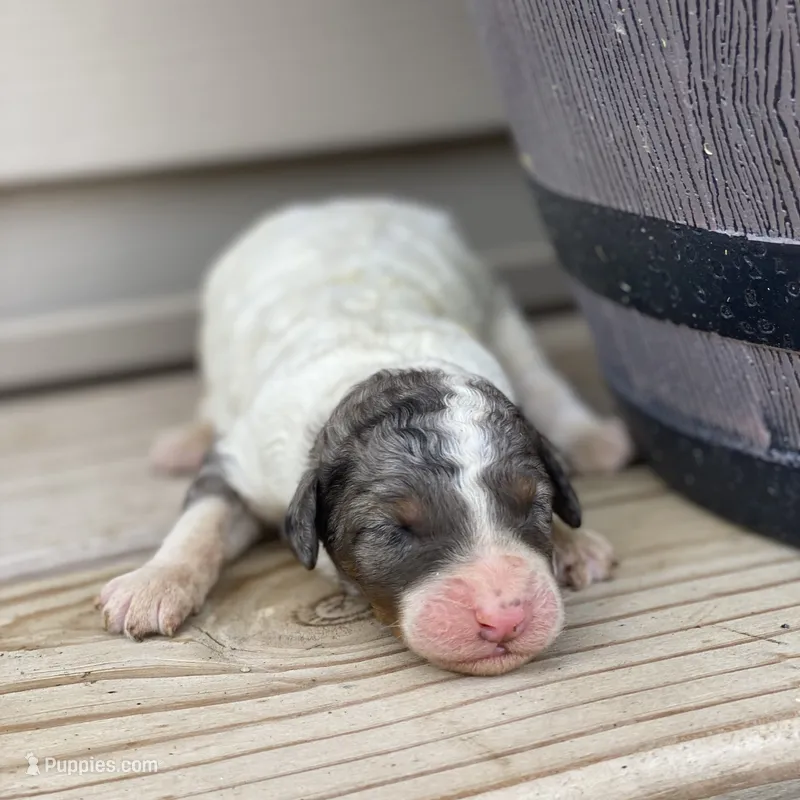 Archie – Poodle - Multi-Colored Standard, Poodle - Standard  puppy for sale in Forrest, IL