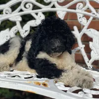 Cosmo, a male Poodle - Standard  for sale in Forrest, IL – 4 of 6