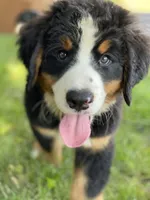 Bernese Mtn Dog Puppies Expected, a  Bernese Mountain Dog for sale in Forrest, IL – 2 of 10