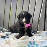 Sage, a female Golden Mountain Dog for sale in Forrest, IL – 3 of 7