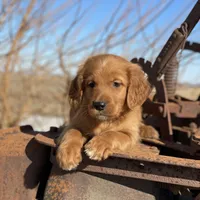 Ranger, a male Golden Mountain Dog for sale in Forrest, IL – Photo 6 of 7