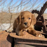Ranger, a male Golden Mountain Dog for sale in Forrest, IL – Photo 3 of 7