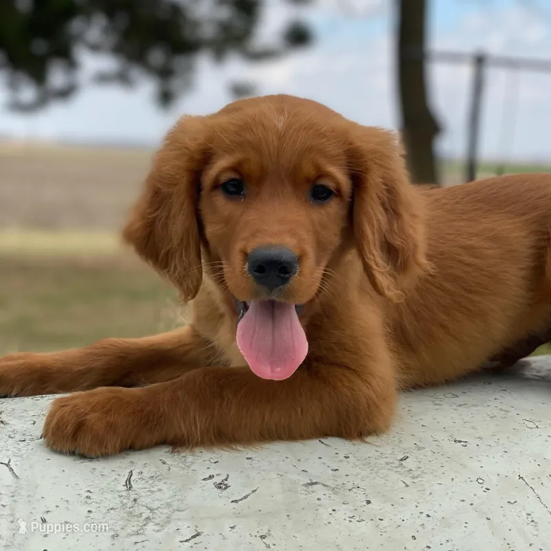 Ranger – Golden Mountain Dog puppy for sale in Forrest, IL