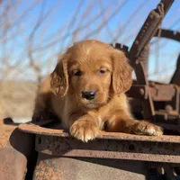 Ranger, a male Golden Mountain Dog for sale in Forrest, IL – Photo 4 of 7
