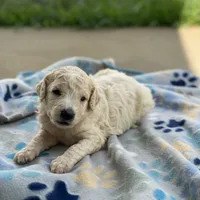 Luna, a female Poodle - Multi-Colored Standard for sale in Forrest, IL – 7 of 10