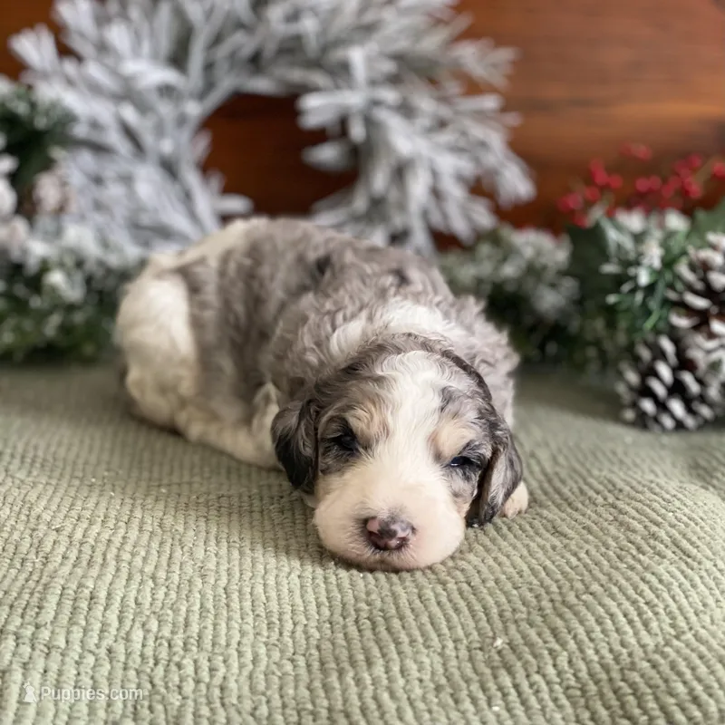Standard Parti Poodle Litter, a  Poodle - Multi-Colored Standard and Poodle - Standard  for sale in Forrest, IL – Photo 1 of 8