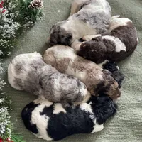 Standard Parti Poodle Litter, a  Poodle - Multi-Colored Standard and Poodle - Standard  for sale in Forrest, IL – Photo 5 of 8