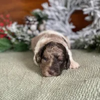 Standard Parti Poodle Litter, a  Poodle - Multi-Colored Standard and Poodle - Standard  for sale in Forrest, IL – Photo 3 of 8