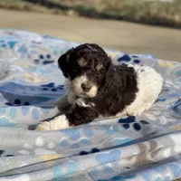 Standard Parti Poodle Litter, a  Poodle - Multi-Colored Standard and Poodle - Standard  for sale in Forrest, IL – Photo 2 of 8
