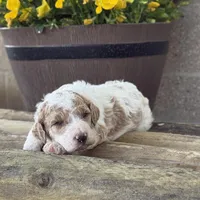 Standard Parti Poodle Litter, a  Poodle - Multi-Colored Standard and Poodle - Standard  for sale in Forrest, IL – Photo 4 of 8