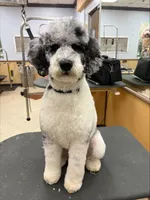 Standard Parti Poodle Litter, a  Poodle - Multi-Colored Standard and Poodle - Standard  for sale in Forrest, IL – Photo 7 of 8