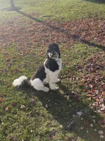 Standard Parti Poodle Litter, a  Poodle - Multi-Colored Standard and Poodle - Standard  for sale in Forrest, IL – Photo 6 of 8