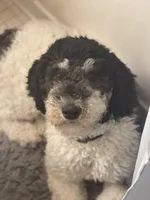 Standard Parti Poodle Litter, a  Poodle - Multi-Colored Standard and Poodle - Standard  for sale in Forrest, IL – Photo 8 of 8