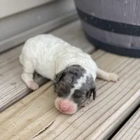 Archie, a male Poodle - Multi-Colored Standard and Poodle - Standard  for sale in Forrest, IL – 4 of 5