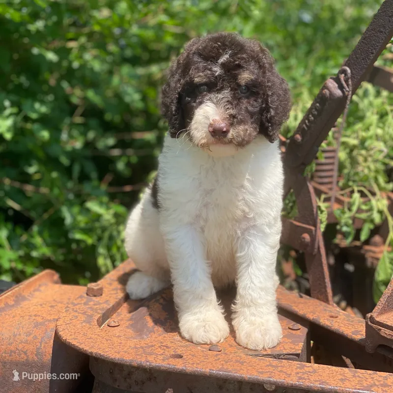 Milo – Poodle - Multi-Colored Standard puppy for sale in Forrest, IL