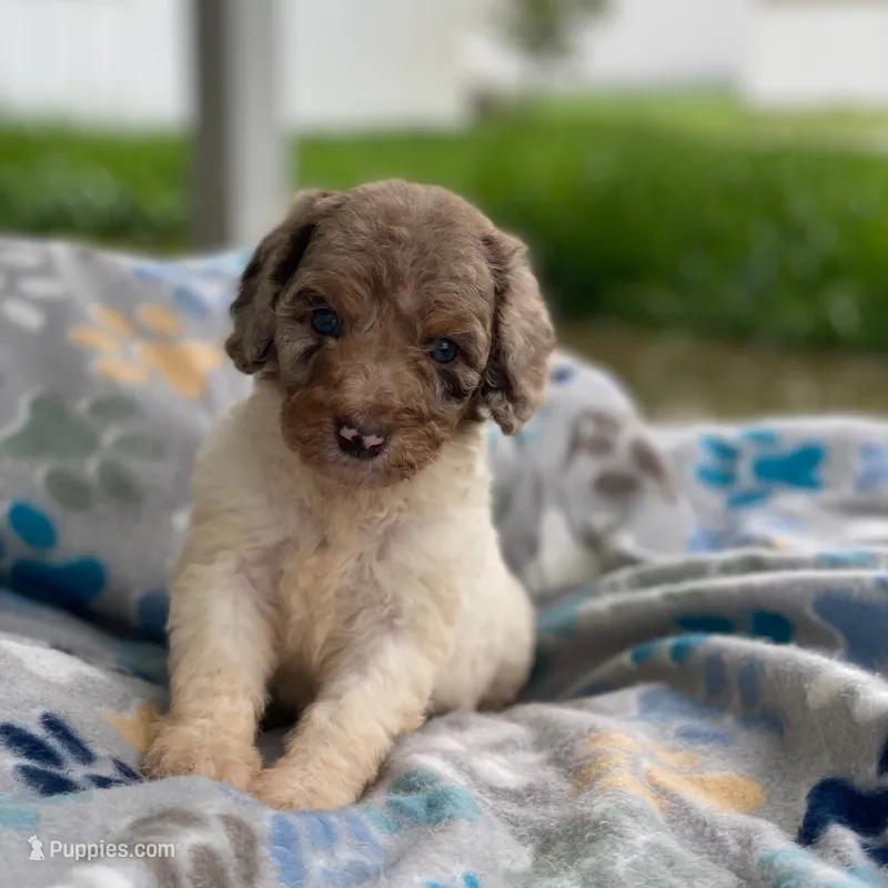 Maple – Poodle - Multi-Colored Standard, Poodle - Standard  puppy for sale in Forrest, IL