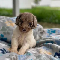 Maple, a female Poodle - Multi-Colored Standard and Poodle - Standard  for sale in Forrest, IL – 1 of 8