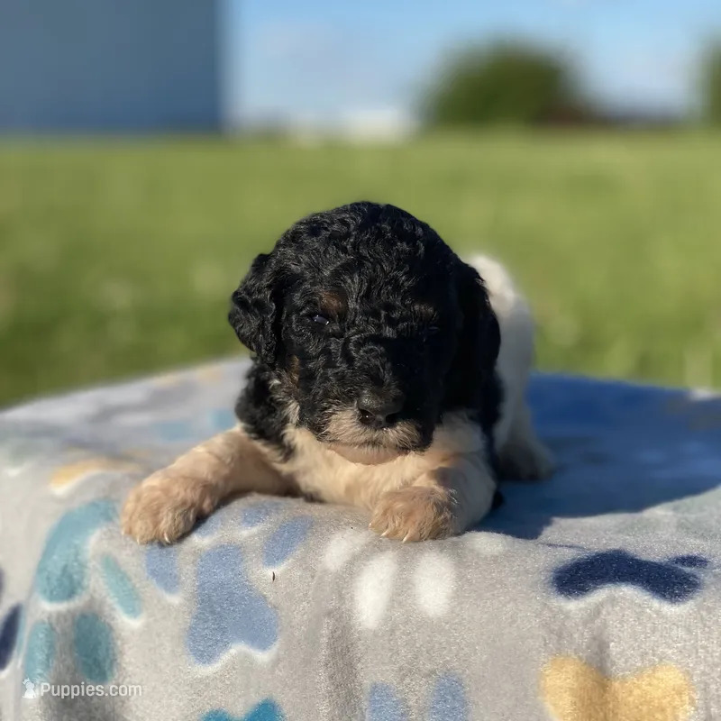 Trixy – Poodle - Standard  puppy for sale in Forrest, IL