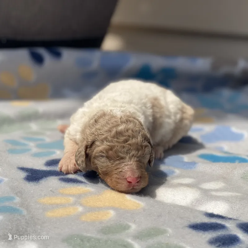 Snickers – Poodle - Multi-Colored Standard, Poodle - Standard  puppy for sale in Forrest, IL