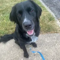 Bear, a male Golden Mountain Dog for sale in Forrest, IL – Photo 9 of 9
