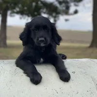 Bear, a male Golden Mountain Dog for sale in Forrest, IL – Photo 2 of 9
