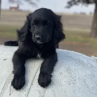 Bear, a male Golden Mountain Dog for sale in Forrest, IL – Photo 1 of 9