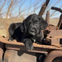 Bear, a male Golden Mountain Dog for sale in Forrest, IL – Photo 4 of 9
