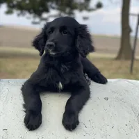 Bear, a male Golden Mountain Dog for sale in Forrest, IL – Photo 3 of 9