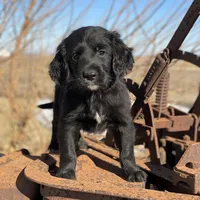 Bear, a male Golden Mountain Dog for sale in Forrest, IL – Photo 5 of 9