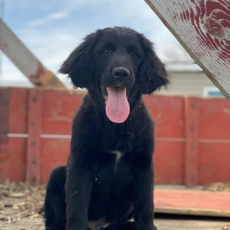 Bear – Golden Mountain Dog puppy for sale in Forrest, IL