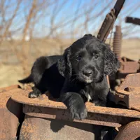 Bear, a male Golden Mountain Dog for sale in Forrest, IL – Photo 6 of 9