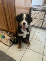 Bernese Mtn Dog Puppies Expected, a  Bernese Mountain Dog for sale in Forrest, IL – 7 of 10