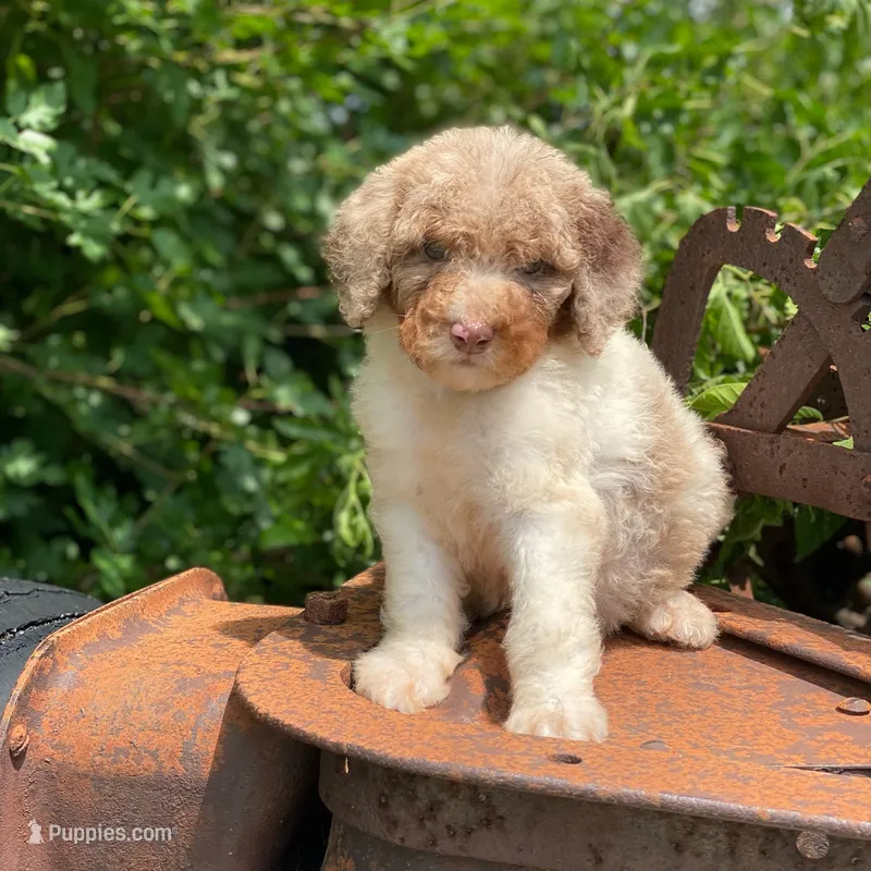 Snickers – Poodle - Multi-Colored Standard, Poodle - Standard  puppy for sale in Forrest, IL