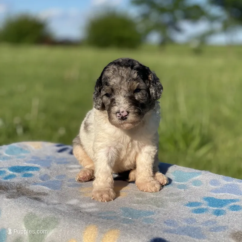 Zoey – Poodle - Multi-Colored Standard, Poodle - Standard  puppy for sale in Forrest, IL