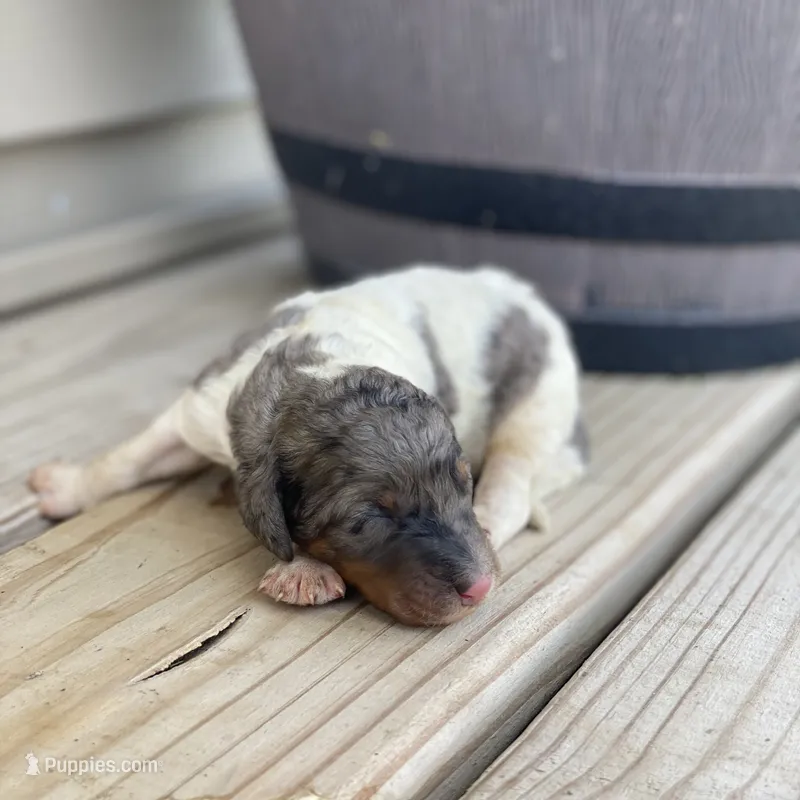 Steel – Poodle - Multi-Colored Standard, Poodle - Standard  puppy for sale in Forrest, IL