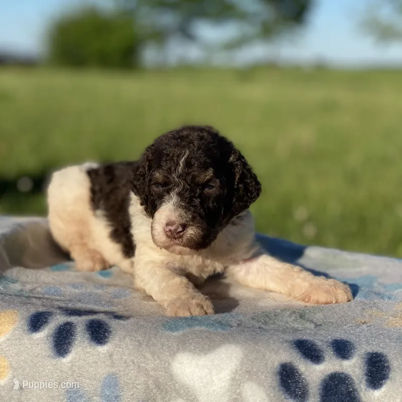 Milo – Poodle - Multi-Colored Standard, Poodle - Standard  puppy for sale in Forrest, IL