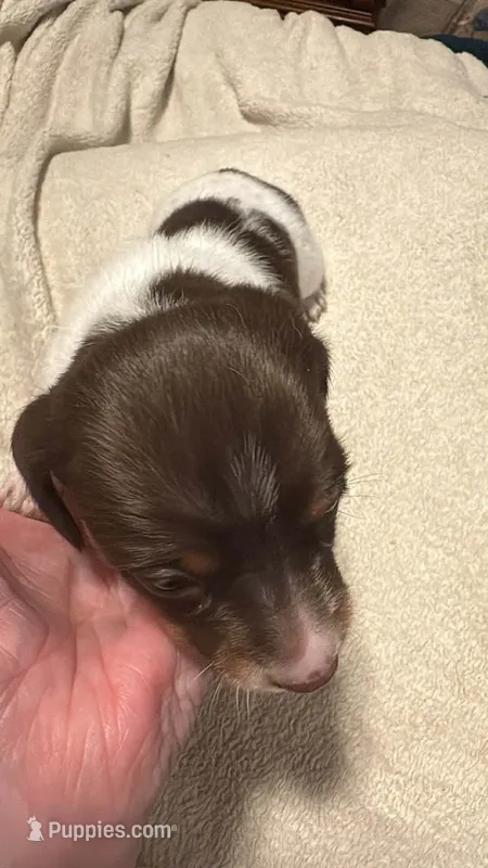 Chocolate/tan piebald