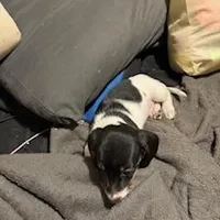 Black/cream piebald shorthair, a male Miniature Dachshund for sale in Highland Home, AL – Photo 7 of 7