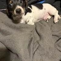 Black/cream piebald shorthair, a male Miniature Dachshund for sale in Highland Home, AL – Photo 4 of 7