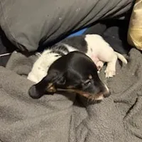 Black/cream piebald shorthair, a male Miniature Dachshund for sale in Highland Home, AL – Photo 5 of 7