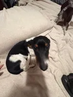 Black/cream piebald shorthair, a male Miniature Dachshund for sale in Highland Home, AL – 2 of 10
