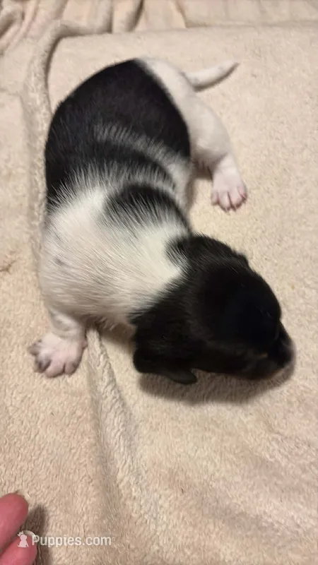 Black/cream piebald shorthair